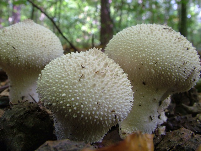牛人 蘑菇 森林 - 上的免费照片