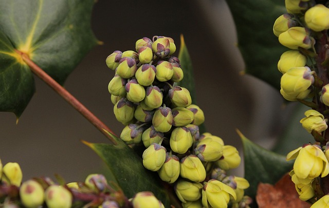 俄勒冈州葡萄冬青花蕾 冬花 红木 - 上的免费照片