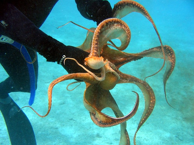 潜水员 章鱼 把握 - 上的免费照片