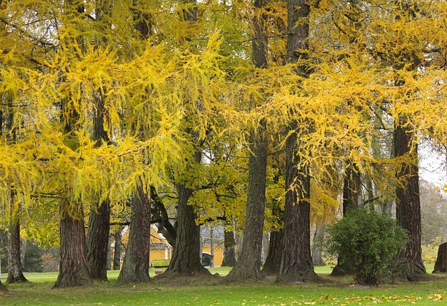 法学院 挪威 落叶松树 - 上的免费照片