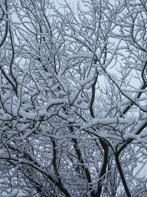 木材 分支机构 雪 - 上的免费照片