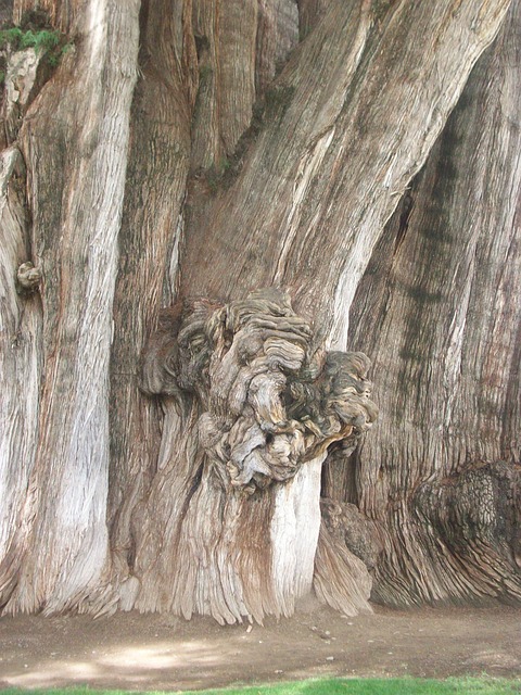 阿尔博德尔图勒 树 树干 - 上的免费照片
