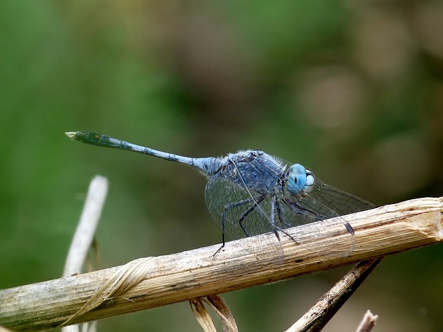 Diplacodes Trivialis 地面点水蜻蜓 昆虫 - 上的免费照片