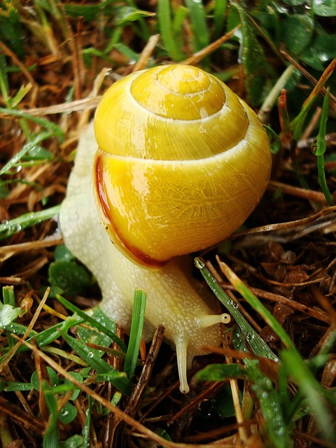 动物 蜗牛 黄色 - 上的免费照片