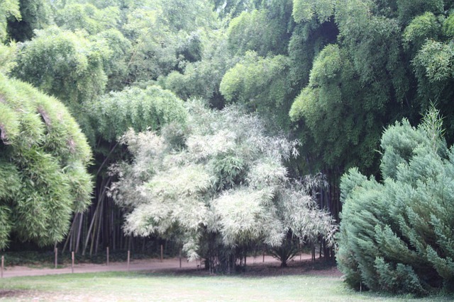 竹子 阿尔代什省 植物 - 上的免费照片