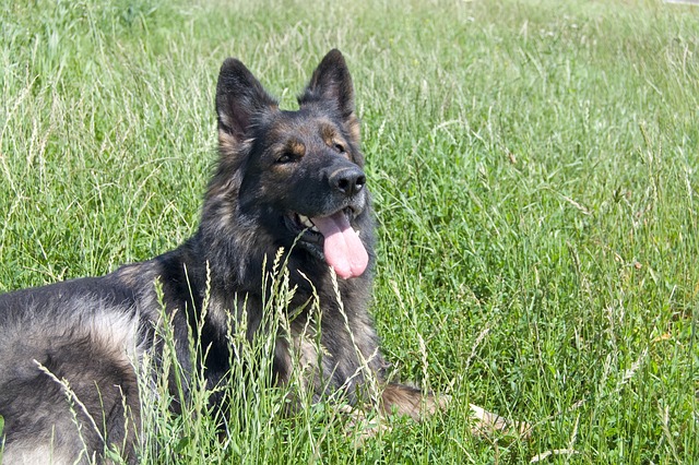 牧羊犬 德国牧羊犬 长发 - 上的免费照片