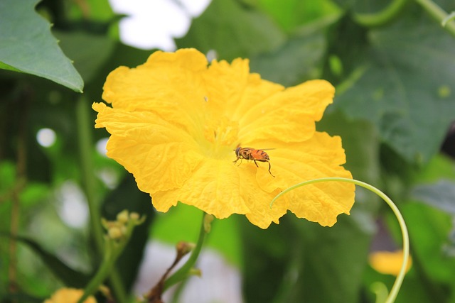 黄色花朵 丝瓜花 蜜蜂 - 上的免费照片