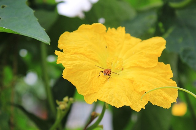 黄色花朵 丝瓜花 蜜蜂 - 上的免费照片