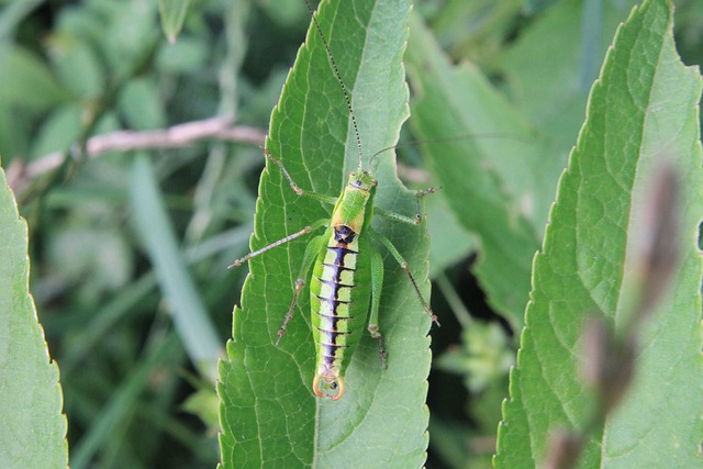 刀刃 Caelifera Ebulus - 上的免费照片