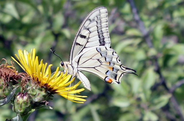 蝴蝶 鳞翅类 Machaon - 上的免费照片