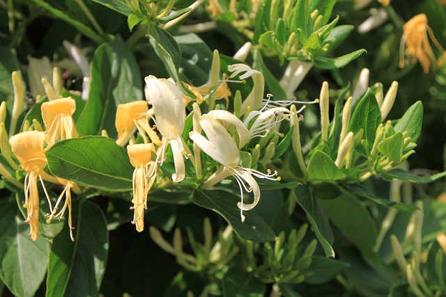 Caprifolium 花朵 金银花 - 上的免费照片