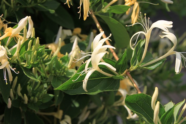 Caprifolium 花朵 金银花 - 上的免费照片