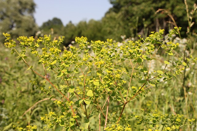 Cyparissias 柏 大戟 - 上的免费照片