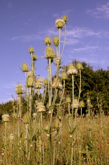 续断 Laciniatus 光 - 上的免费照片