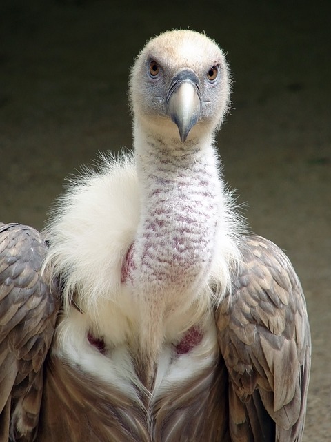 膏茅 格里芬秃鹰 鸟 - 上的免费照片