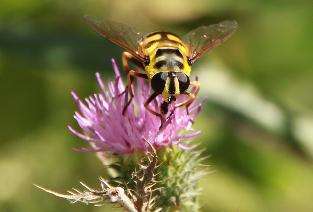 Hoverfly 花飞 蜜蜂 - 上的免费照片