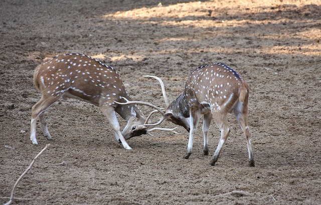 鹿 动物 荒野 - 上的免费照片