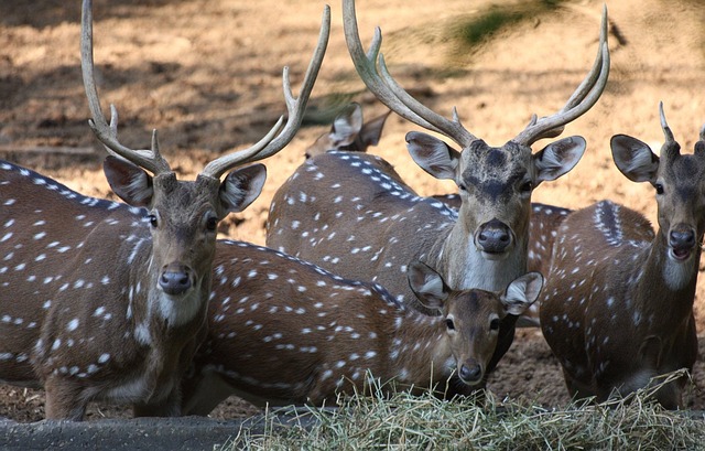 鹿 动物 荒野 - 上的免费照片