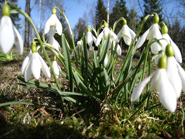 Snowdrops 春天 绿色 - 上的免费照片