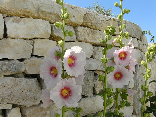 西港 De 爱 Hollyhocks 夏天 - 上的免费照片