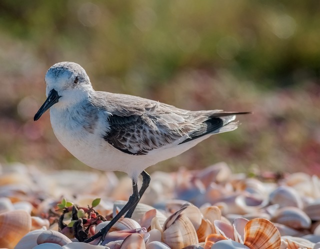 Calidris 阿尔瓦 鸟 自然 - 上的免费照片