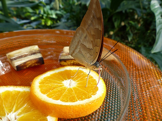 蝴蝶 喂食 糖水 - 上的免费照片