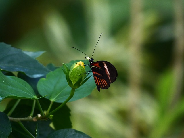 蝴蝶 Philaethria Dido Heliconius - 上的免费照片