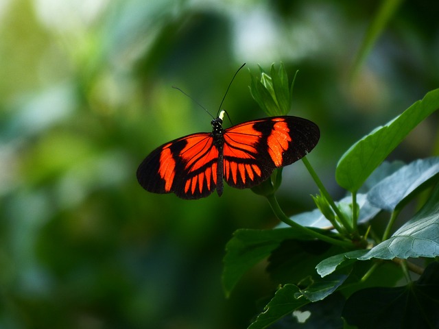 蝴蝶 Philaethria Dido Heliconius - 上的免费照片