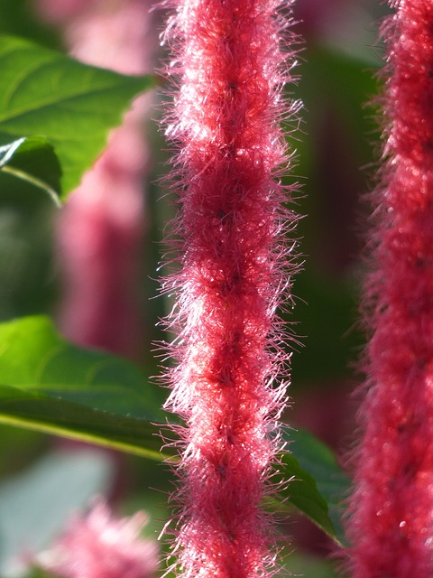 Katzenschwaenzchen 植物 Acalypha 刚毛 - 上的免费照片