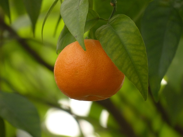 柑橘 水果 树 - 上的免费照片