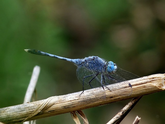 Diplacodes Trivialis 蜻蜓 昆虫 - 上的免费照片