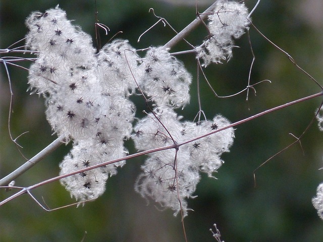 铁线莲 藤本植物 植物 - 上的免费照片