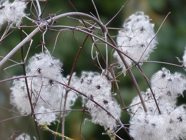 铁线莲 藤本植物 植物 - 上的免费照片