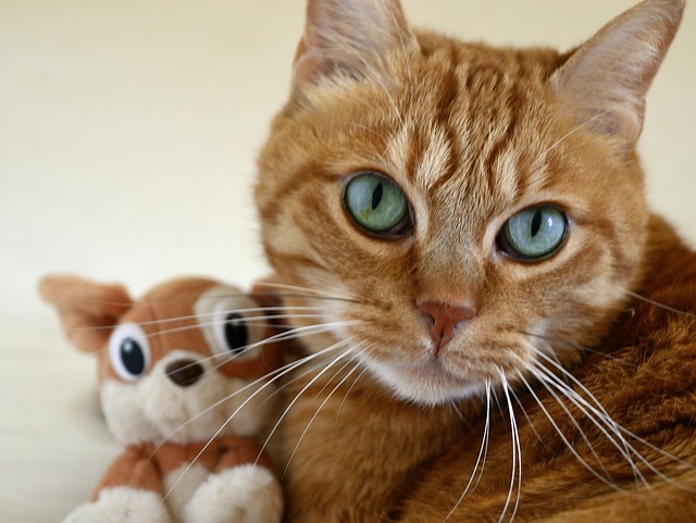 猫咪 小的猫 猫眼 - 上的免费照片
