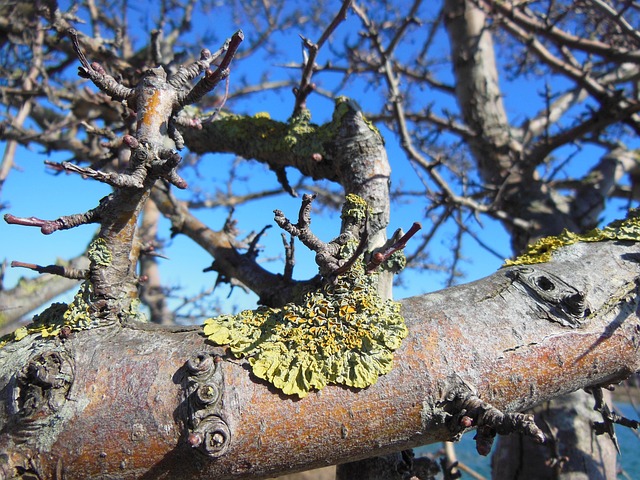 地衣 地衣的分支 特写 Xanthoria - 上的免费照片