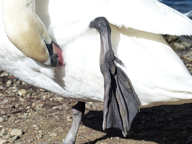 疣鼻天鹅 天鹅 鸟 - 上的免费照片