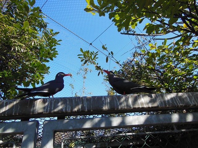 鸟类 印加燕鸥 Larosterna 印加 - 上的免费照片