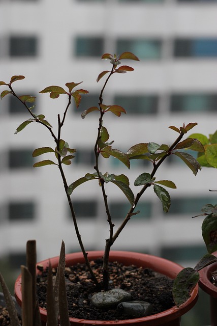 人树 盆栽的植物 花卉 - 上的免费照片