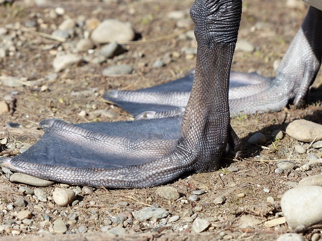 疣鼻天鹅 天鹅 鸟 - 上的免费照片