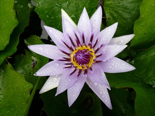 花 水百合 紫色 - 上的免费照片