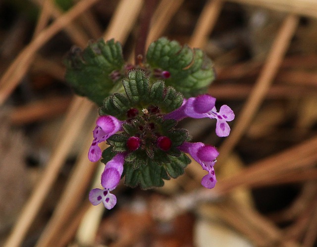 亨比特 Lamium Amplexicaule 杂草 - 上的免费照片