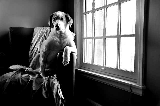 狗 坐着 等待 - 上的免费照片