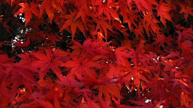 日本人 枫 红日本枫叶 - 上的免费照片