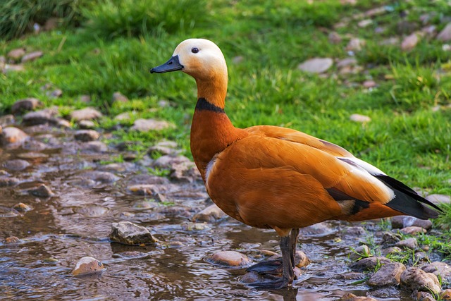 红麻 鸭 鸟 - 上的免费照片
