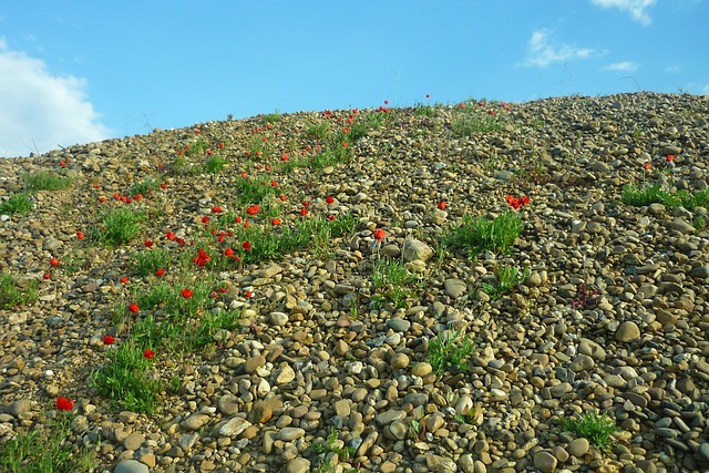 采石坑 罂粟 红色的 - 上的免费照片
