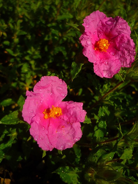 Cistus 白色 花朵 玫瑰 - 上的免费照片