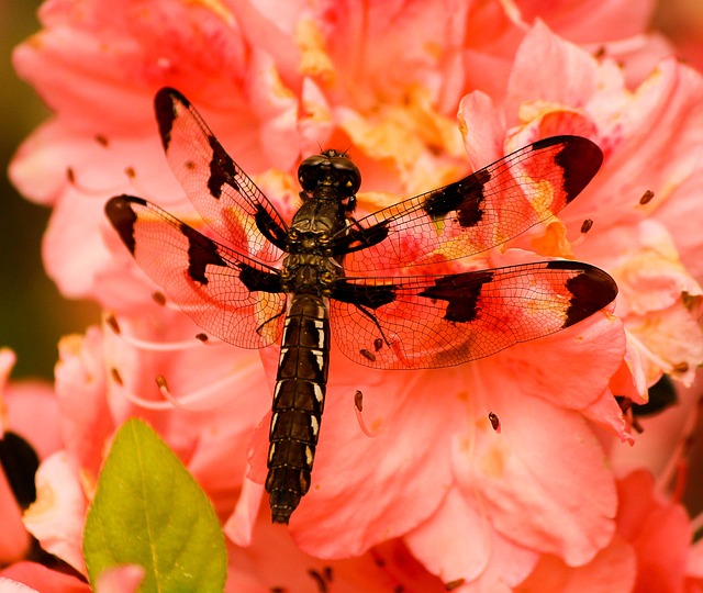 棕蜻蜓 白菖蒲 昆虫 - 上的免费照片