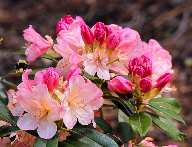 映山红 粉色的 开花 - 上的免费照片