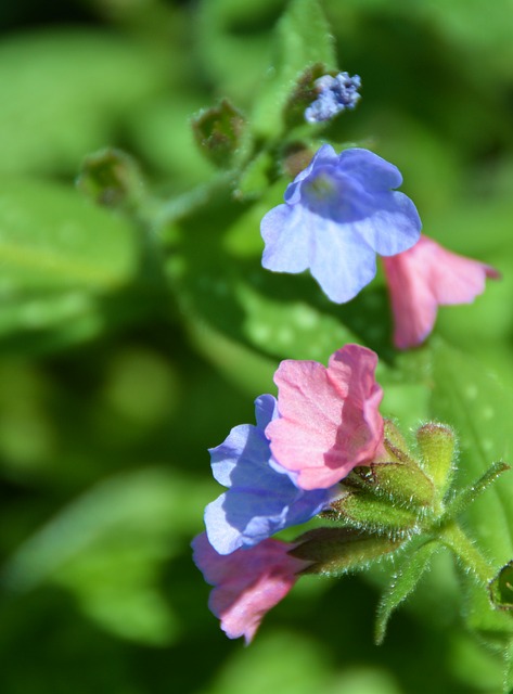 Pulmonaria 花 花朵 - 上的免费照片