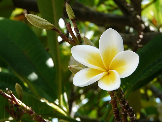 素馨花 毛里求斯 姜黄色百合花 - 上的免费照片